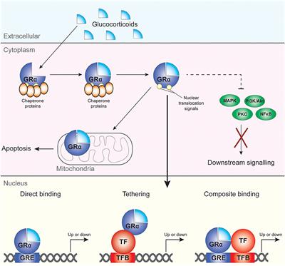 Could GILZ Be the Answer to Glucocorticoid Toxicity in Lupus?